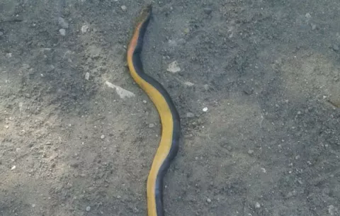 Ubican más de 21 serpientes en Puerto Armuelles