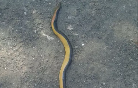 Más de 35 serpientes ubicadas en las playas de Chiriquí 