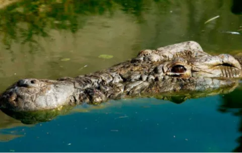 Muere pescador devorado por un cocodrilo 