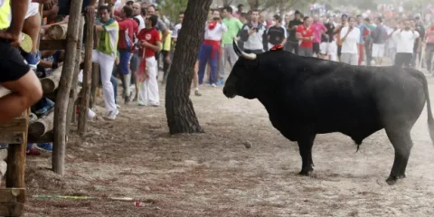 ¡Ufff! Joven se salva luego de sufrir corneada de toro en Chiriquí