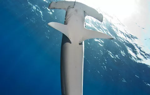La población del tiburón martillo es víctima del elitismo asiático 