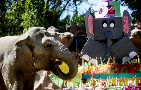 [VIDEO] En un cumpleaños muy especial  para la elefanta "Trompita" apagó sus 57 velitas