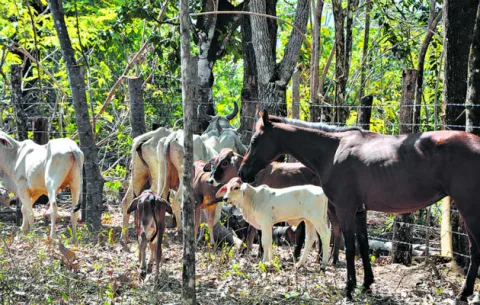 Denuncian la desaparición de reses, caballos y búfalos en isla Coiba