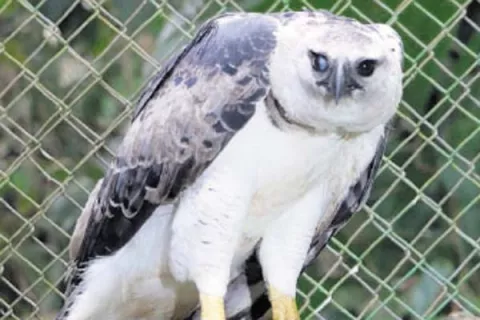Más protección para el águila harpía