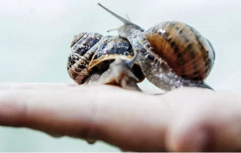 Niños hallan dos kilos de droga al buscar caracoles 