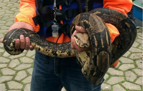 Encuentran boa en parque de Bogotá, esta dio a luz a una cría