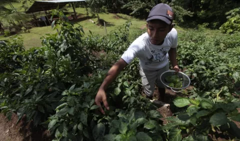 Papa Francisco  y   peregrinos consumirán   productos panameños