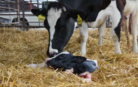 Fertilidad de las vacas reduce por altas temperaturas