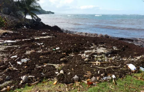 Pescadores de Las Antillas Menores están preocupados por la marea marrón 