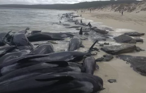Mortandad de ballenas varadas en el suroeste de Australia