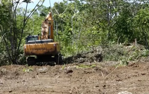 En mayo iniciará siembra de cultivo de banano en Barú