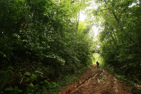 Estudio: La edad de los bosques tropicales determina su respuesta a la sequía