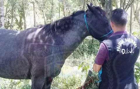 Policía recupera un caballo que había sido hurtado en Bugaba