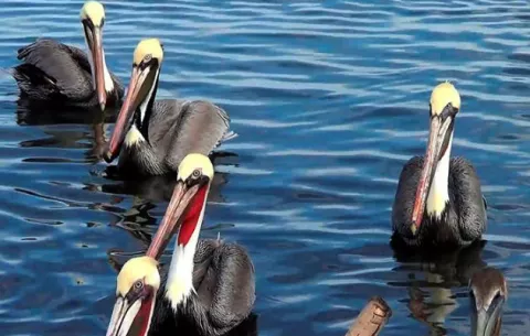 Fascinante: Hermosura de las aves del mundo en Baja California Sur