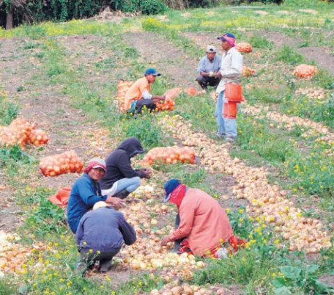 Productores de tierras altas regalarán cebolla en acción de protesta