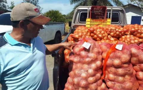 Productores de cebolla presentan denuncia en Acodeco