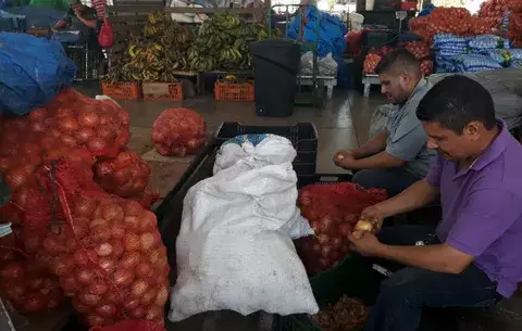 Mida asegura que tendrán que importar cebolla por desabastecimiento