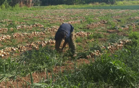 Preocupa a cebolleros de Natá que la comercialización no sea como antes