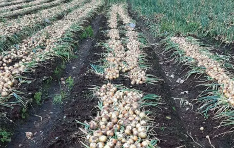 Productores chiricanos amenazan con ir nuevamente a las calles