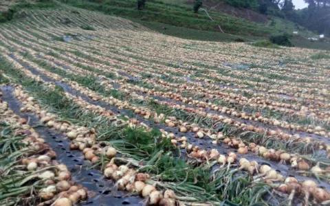 Productores anuncian el lunes protesta en Volcán