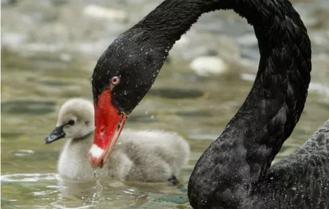 Nacen cisne negro y dos monos tití pigmeo en un zoológico de Medellín