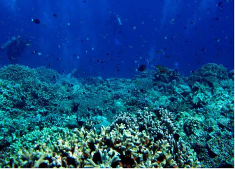 Los arrecifes de coral están en riesgo de perder uno de sus componentes 