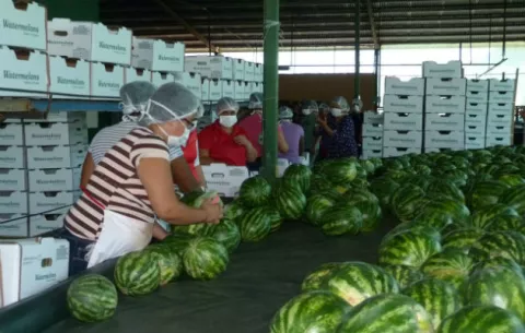 Buscan recuperar producción y exportación de sandía en Herrera tras pérdidas