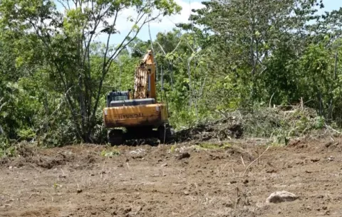 Reactivación bananera en Barú inicia en mayo