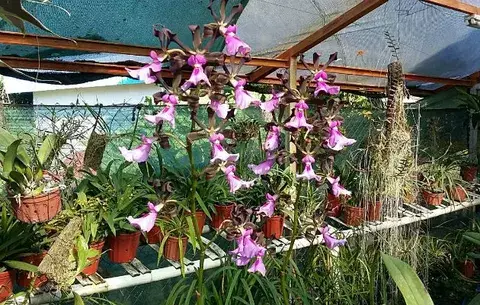 Todo listo para la XXXII versión de la Expo Orquídeas en Boquete 
