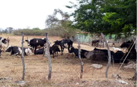 Preocupa la falta de agua en fincas ganaderas herreranas