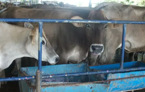Ganaderos chiricanos afectados por recorte en compra del 15% de leche