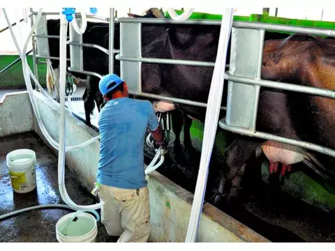 Productores de leche proponen alternativas ante crisis del mercado local