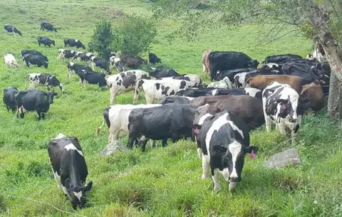Irresponsable el recorte de compra de leche, afirman ganaderos agremiados 