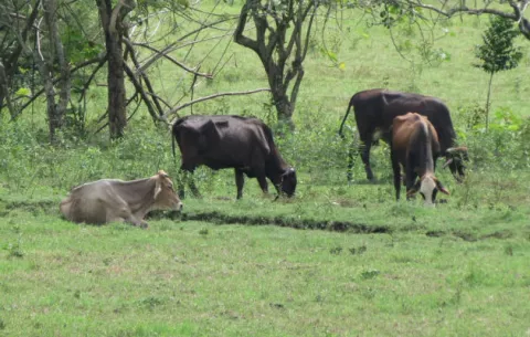Hurto pecuario sigue azotando a los ganaderos de Panamá Oeste 