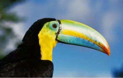 Panamá potenciará su riqueza de aves en competencia internacional