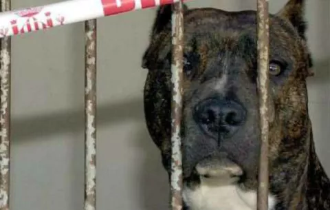 Bebé de 8 días de nacida fallece al ser atacada por un perro