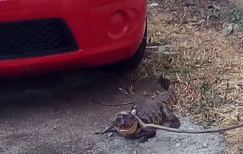 ¡Qué susto! lagarto los visita en escuela de María Chiquita en Colón
