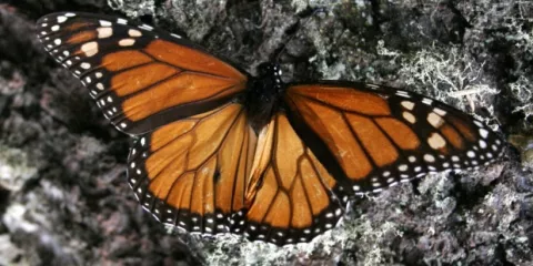 Mariposa monarca disminuye en México y se culpa al cambio climático 