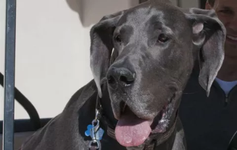 Inventan 'superdetector' de gases inspirado en nariz de los perros