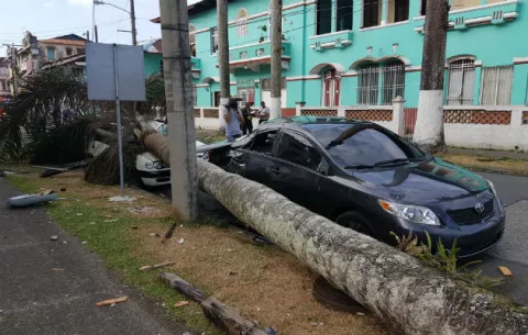 ¡Estruendo! Cae palmera sobre autos y tendido eléctrico