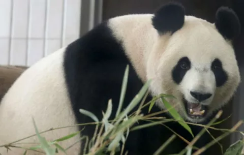 Médicos temen por la vida del primer panda del mundo operado del estómago