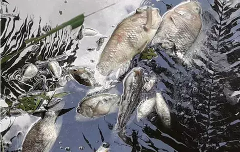 Insólito: reportan mortantad de peces en canales del río Chiriquí Viejo