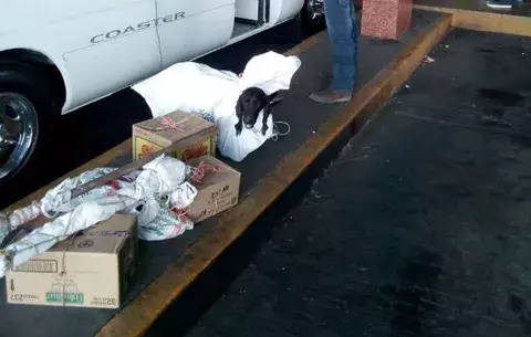 Perros estaban encerrados en sacos y amarrados a la altura del cuello
