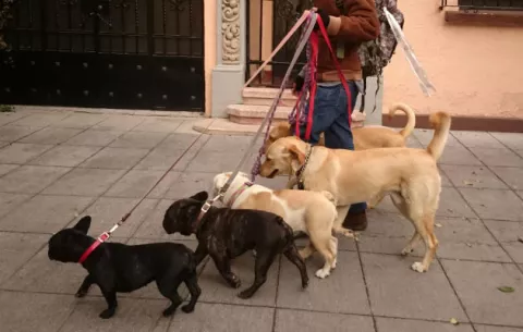 En México aplican el WeDogs!, para una vida mejor para las mascotas 