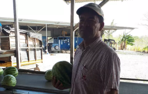 Crecida del río Grande arrasa cultivos de sandía en Penonomé