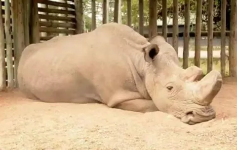 Muere 'Sudán', último rinoceronte blanco del norte macho en el mundo