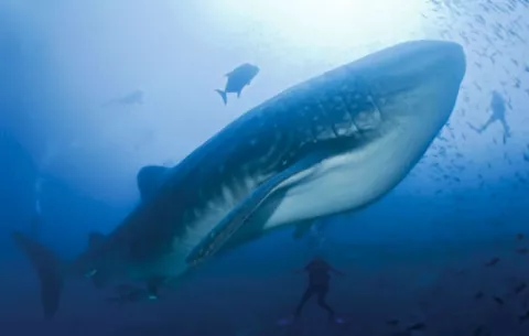 Tiburón ballena y pez más grande de islas Galápagos