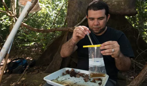Mosquito Aedes, en la mira del STRI