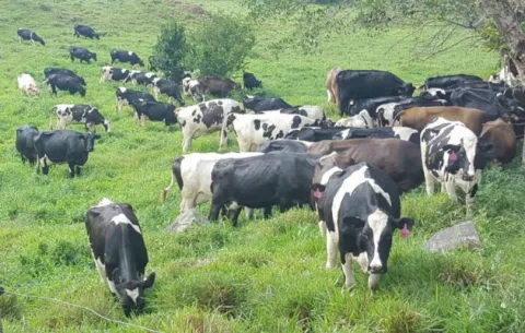 Siete nuevos casos de brucelosis bovina detectan en fincas chiricanas 