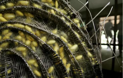 Científicos chinos utilizan seda para fabricar tornillos de fijación craneal